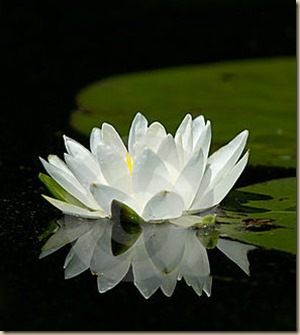 lily pad